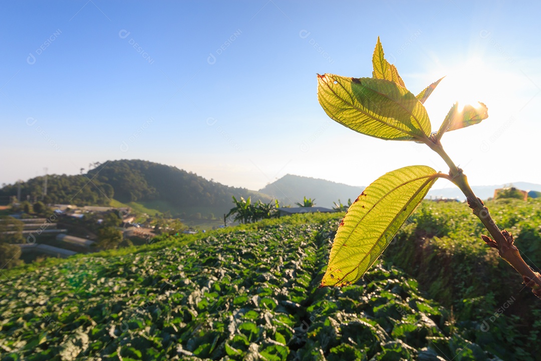 Campo de repolho e santuário do sol em Monjam