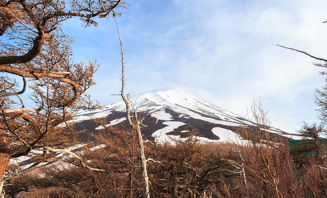 O topo do Fujiyama e uma árvore seca no Japão
