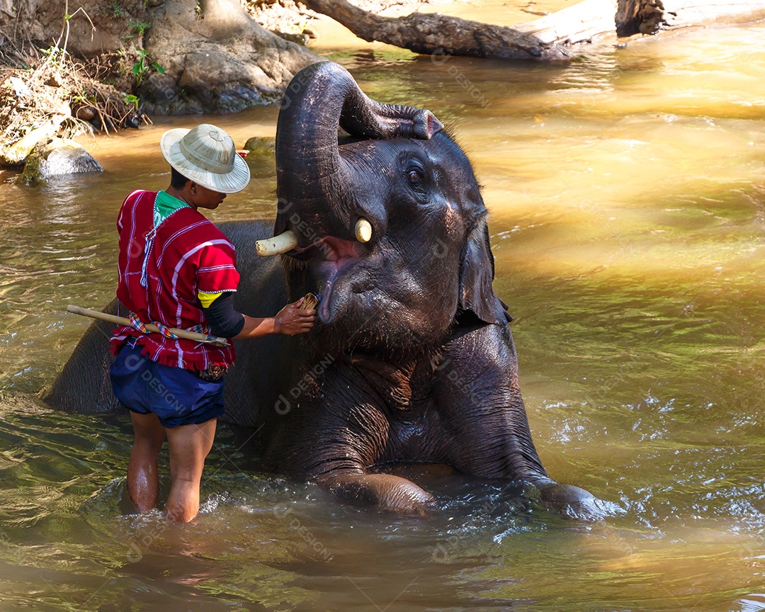 Elefante tomando banho com mahout condutor de elefantes no acampamento