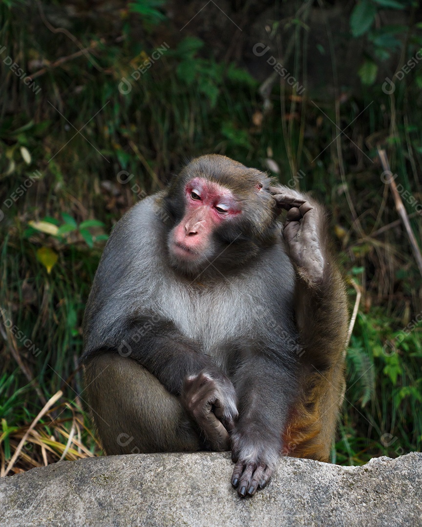 Macaco sentado em rocha no parque nacional de Zhangjiajie
