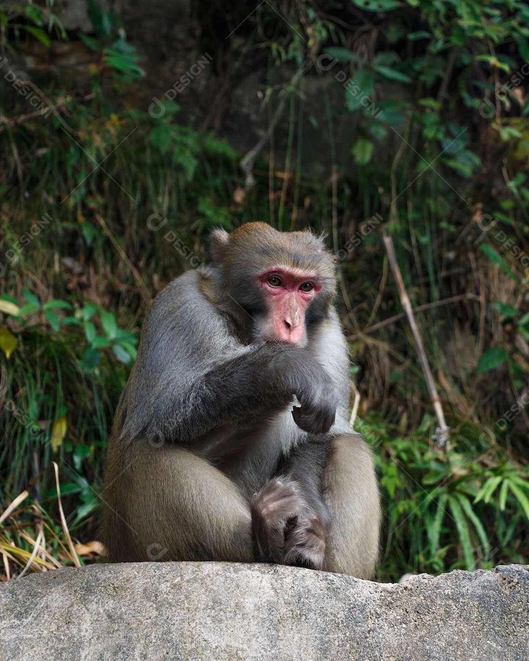 Macaco sentado em rocha no parque nacional de Zhangjiajie