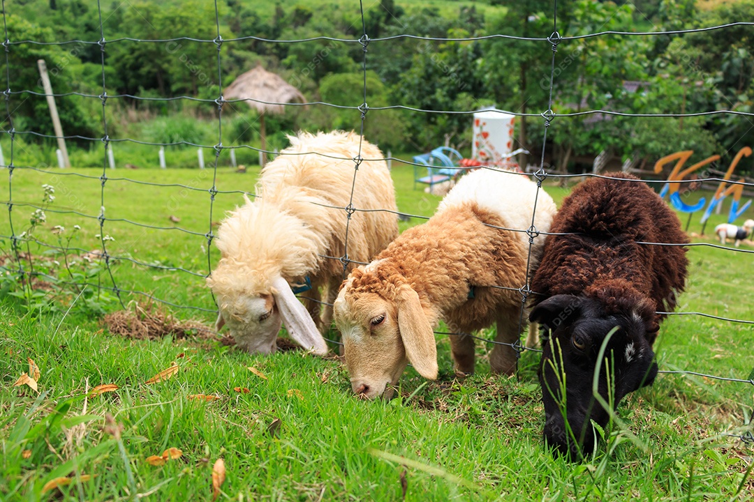 Ovelhas comendo grama no distrito de Khao Kho