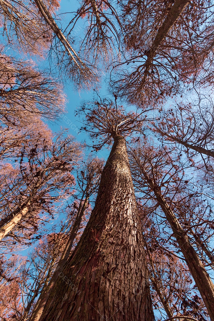 Linda vista dos Pinheiros Vermelhos em Campos do Jordão