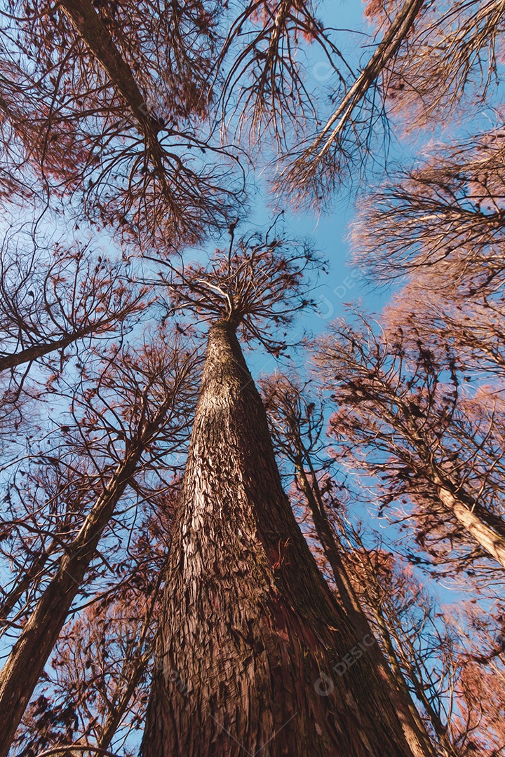 Linda vista dos Pinheiros Vermelhos em Campos do Jordão