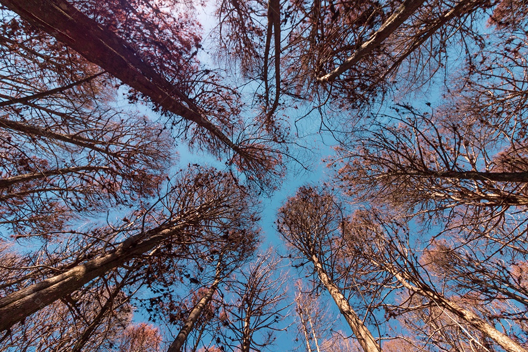 Linda vista dos Pinheiros Vermelhos em Campos do Jordão