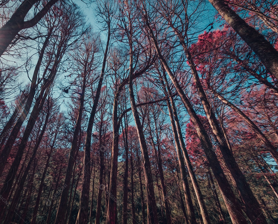Linda vista dos Pinheiros Vermelhos em Campos do Jordão