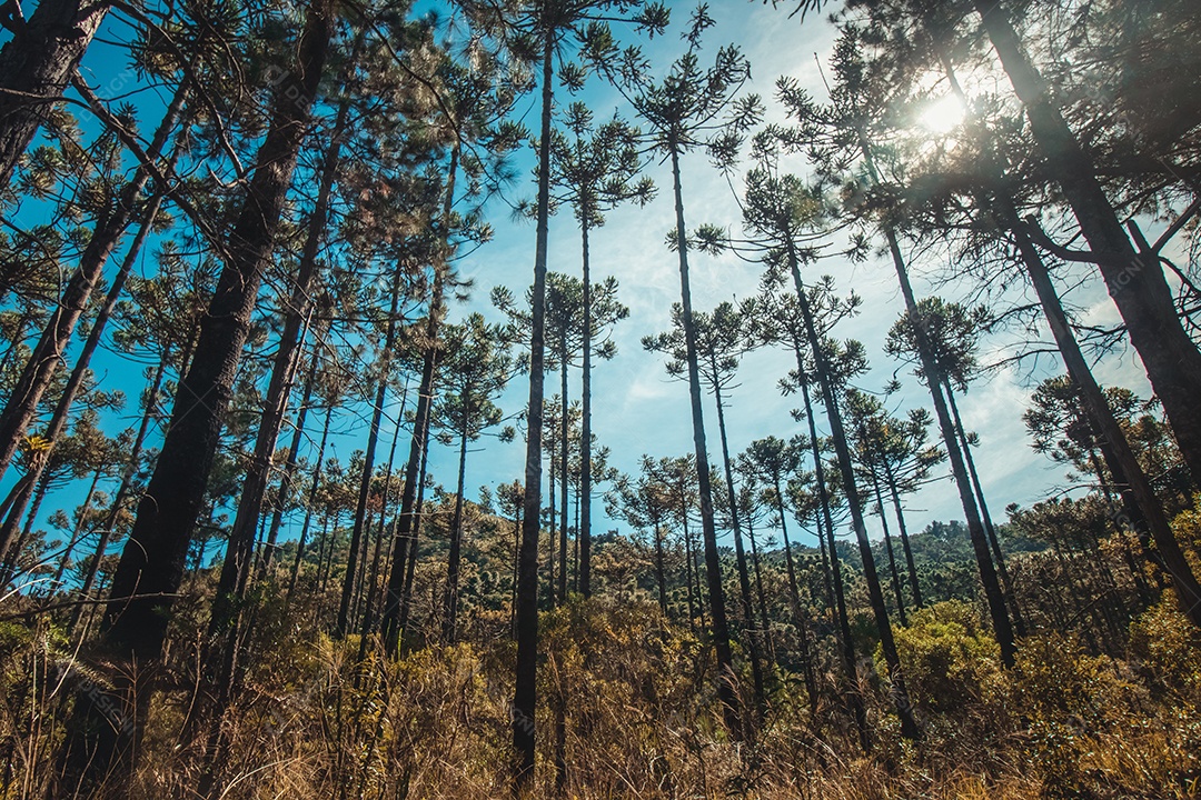 Bela vista das árvores Araucaria angustifolia em Campos do Jordão