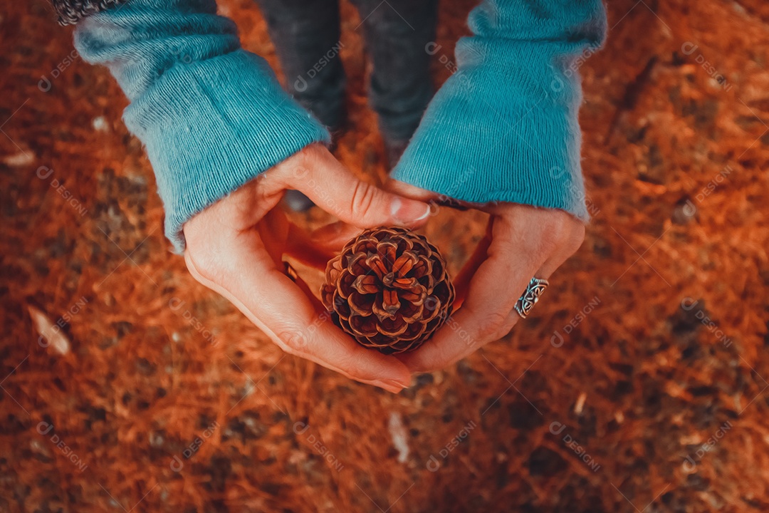 Belas mãos femininas segurando um pinheiro