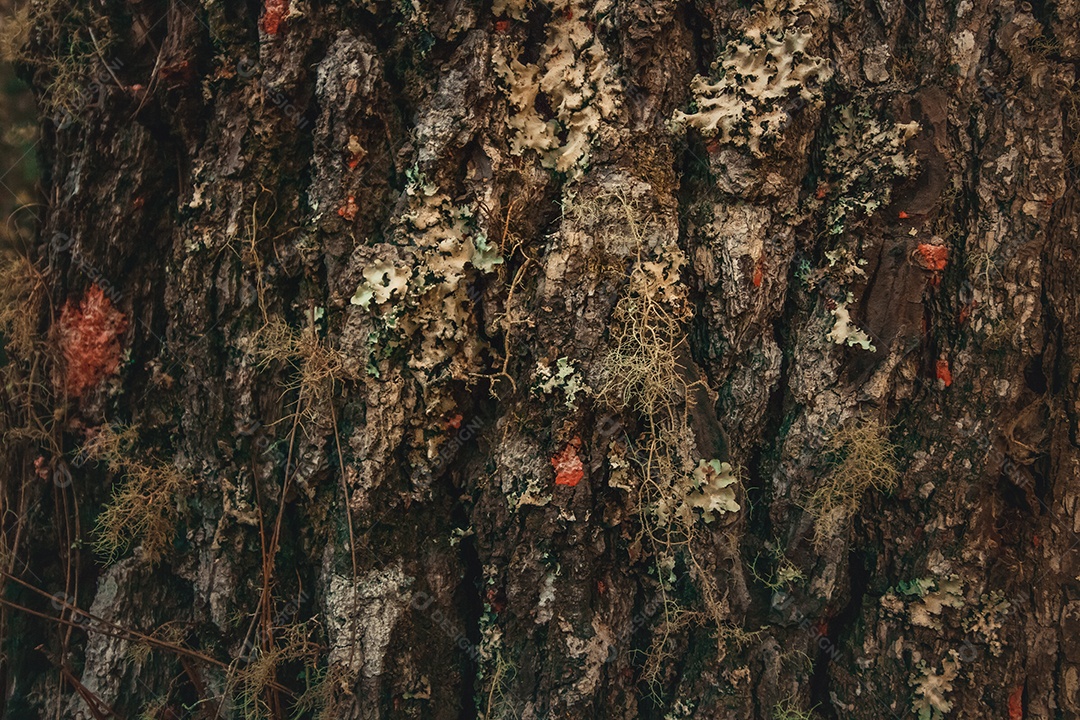 Textura de madeira com musgo em pinheiro na américa do sul