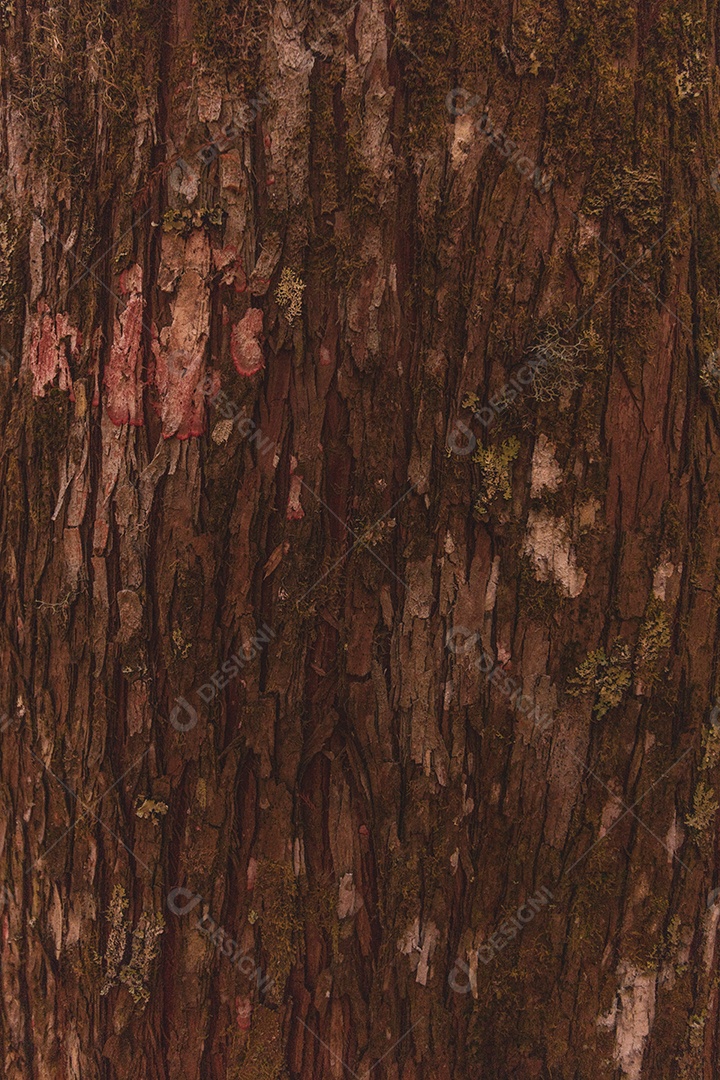 Textura de madeira com musgo em pinheiro na américa do sul