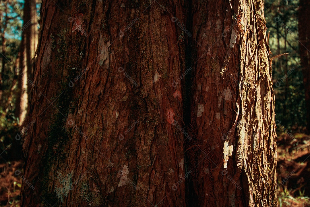 Textura de madeira com musgo em pinheiro na américa do sul