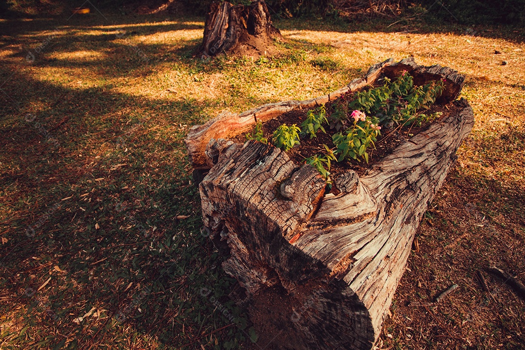 Flores e brotos nascem no velho tronco da árvore
