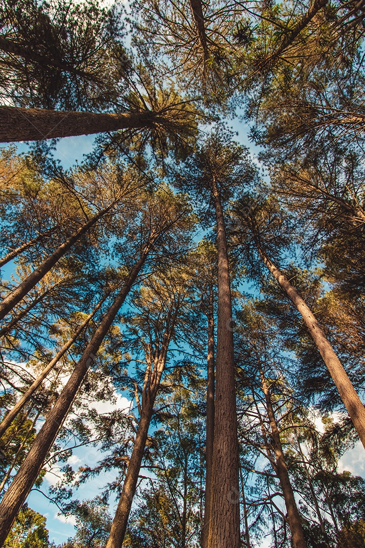 Bela vista das árvores Araucária angustifólia em Campos do Jordão