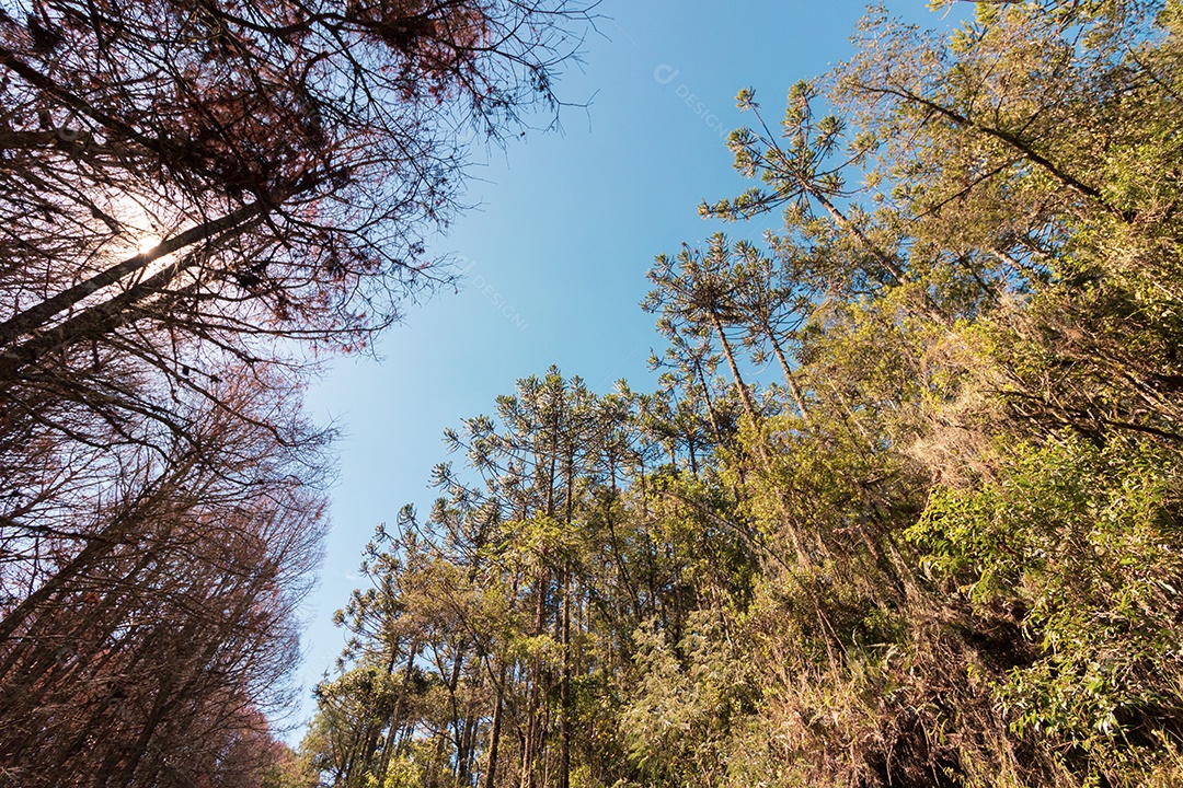 Bela vista das árvores Araucária angustifólia em Campos do Jordão