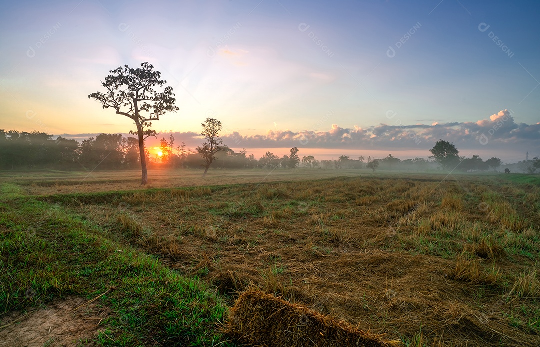 Paisagem do campo agrícola de arroz colhido pela manhã com beleza