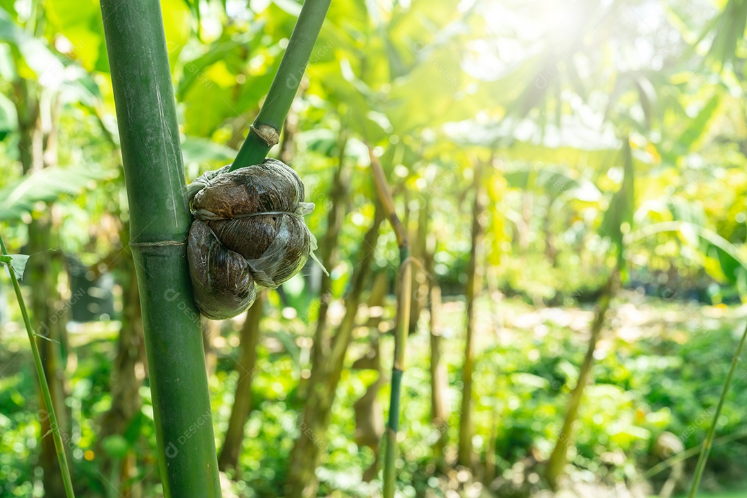 Camadas de ar em um galho de bambu em uma horta orgânica. camadas de ar