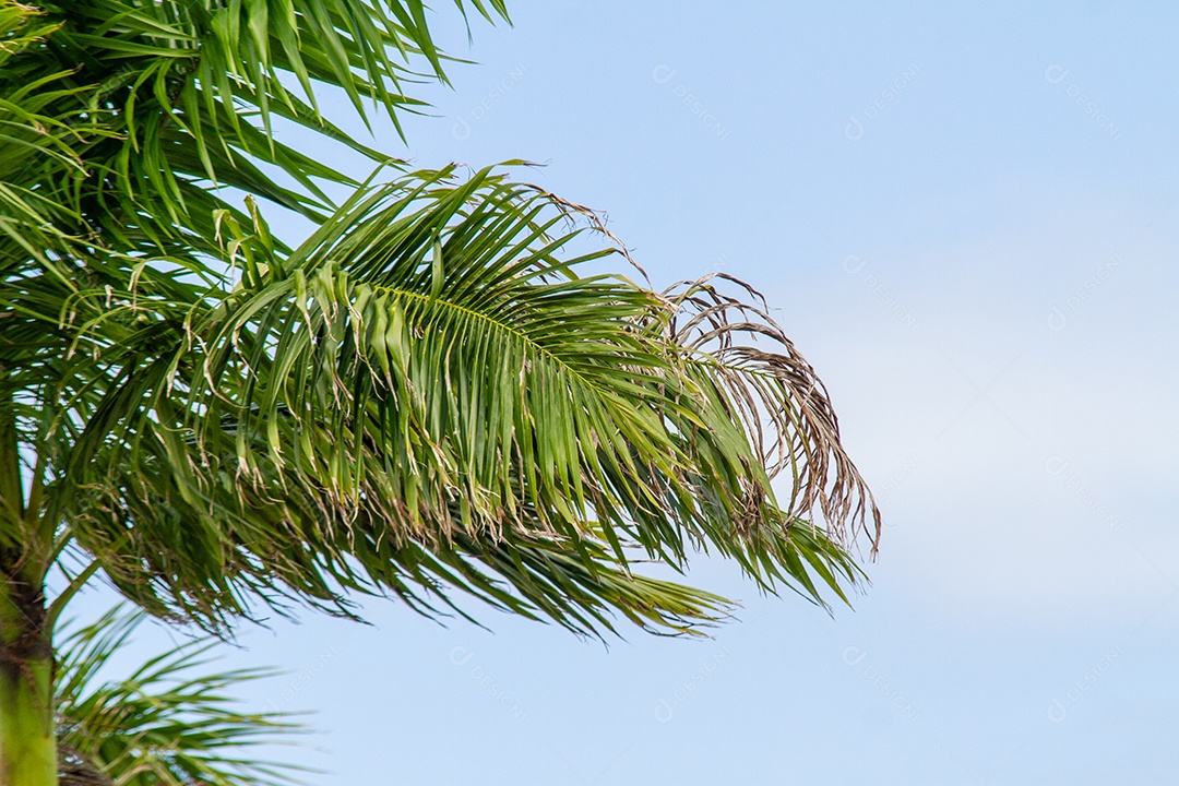 Folhas de um coqueiro ao ar livre no Rio de Janeiro.