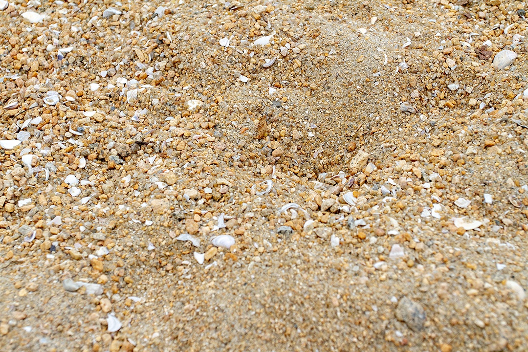 Areia com conchas em uma praia no Rio de Janeiro.