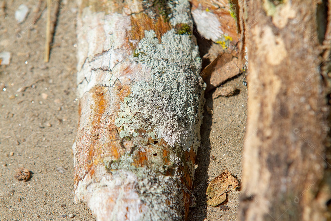 Galho com fungo no chão de um jardim no Rio de Janeiro.