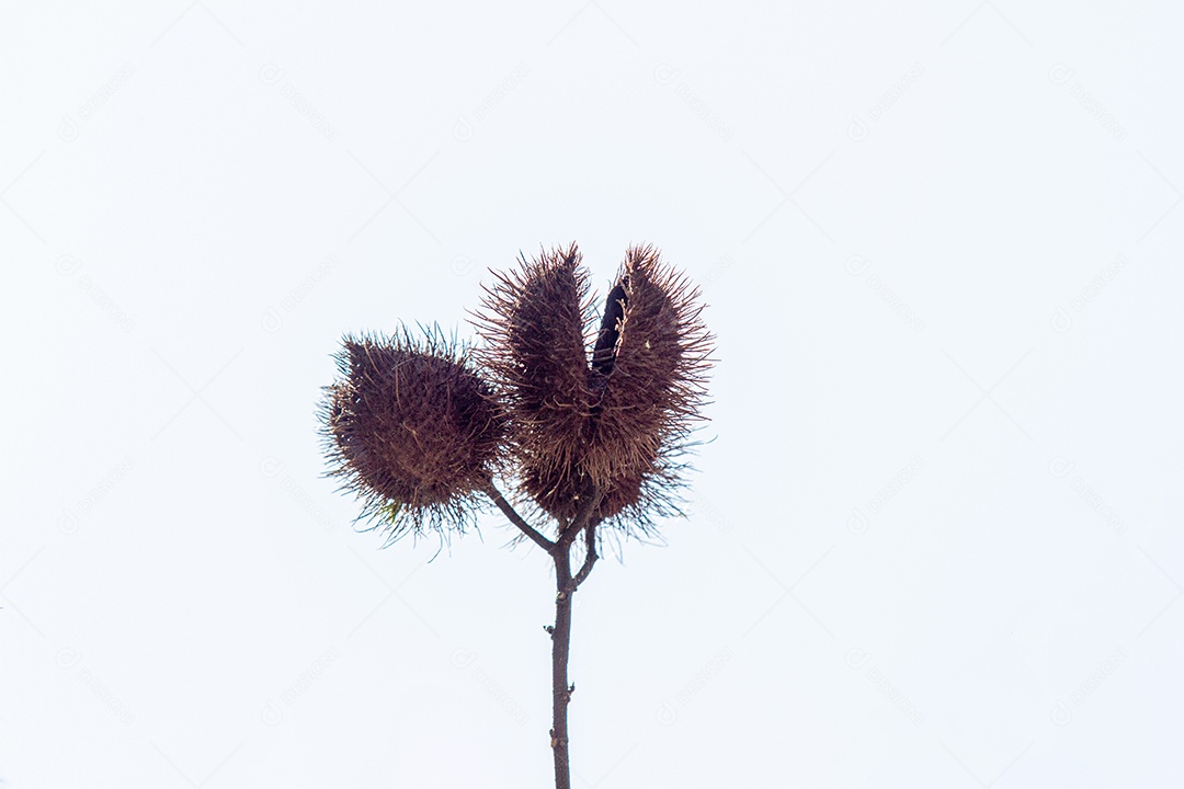 Semente de Allamanda Puberula em um jardim no Rio de Janeiro.