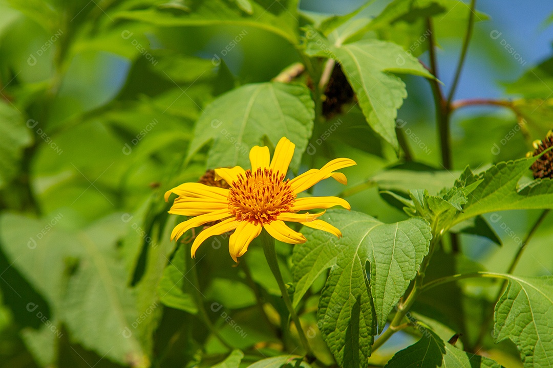 Girassol mexicano (Tithonia diversifolia) em um jardim no Rio de Janeiro.