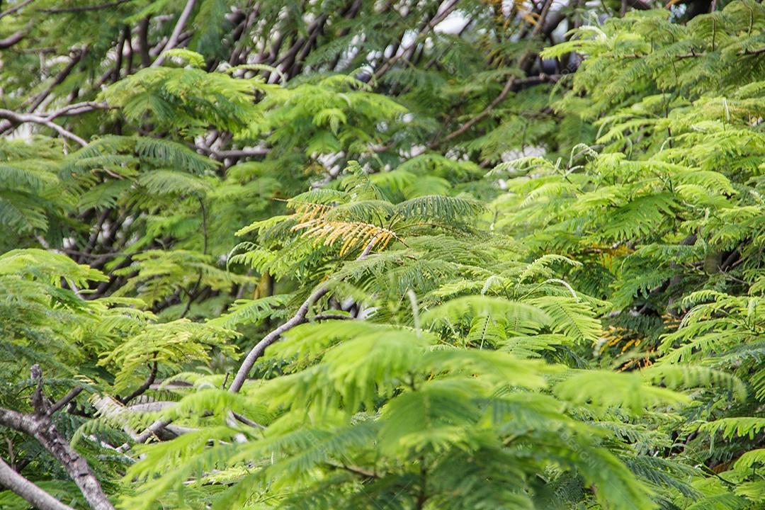 Planta conhecida como jacarandá mimoso em um jardim no Rio de Janeiro.