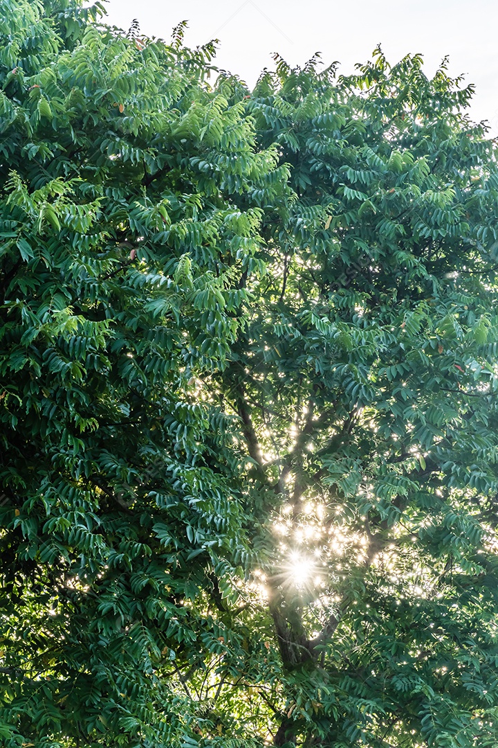 Arvore sobre floresta selva