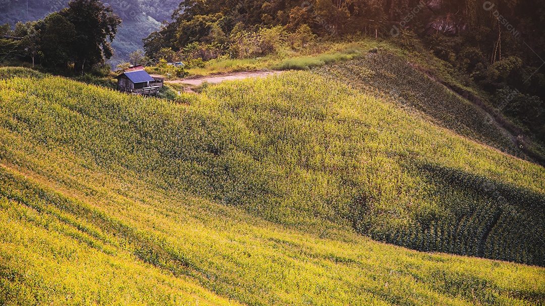 Lindo plantio sobre uma linda paisagem