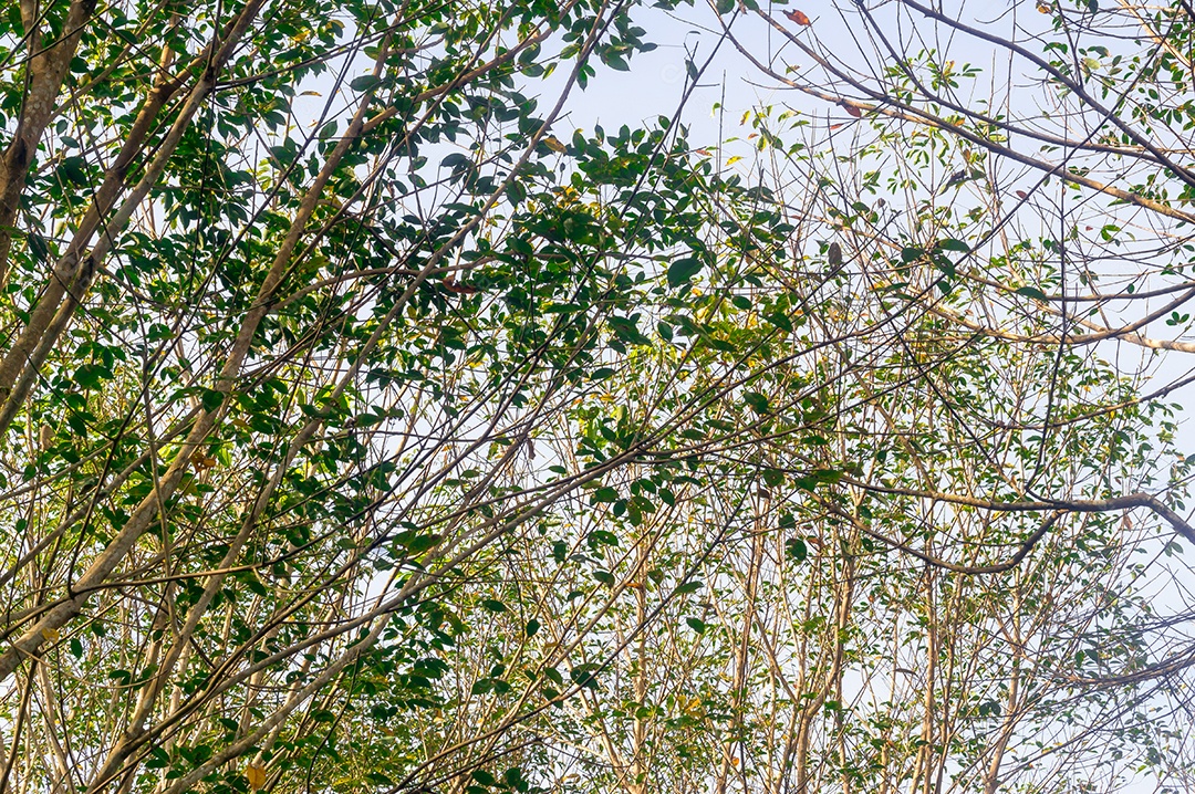 Ramos de seringueira alcançando o céu azul no interior da Tailândia