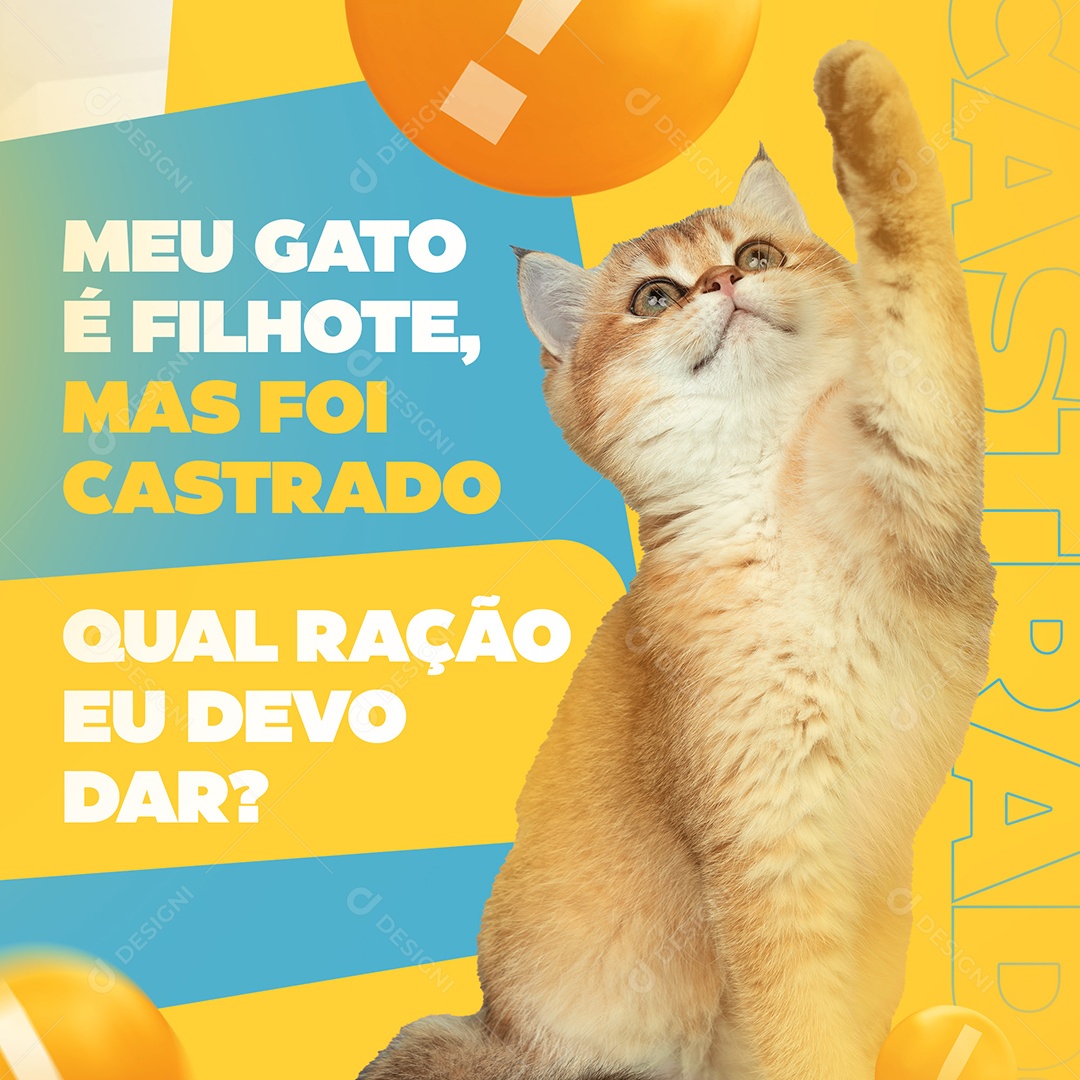Meu Gato é Filhote Mas Foi Castrado Qual Ração eu Devo Dar Social Media PSD Editável