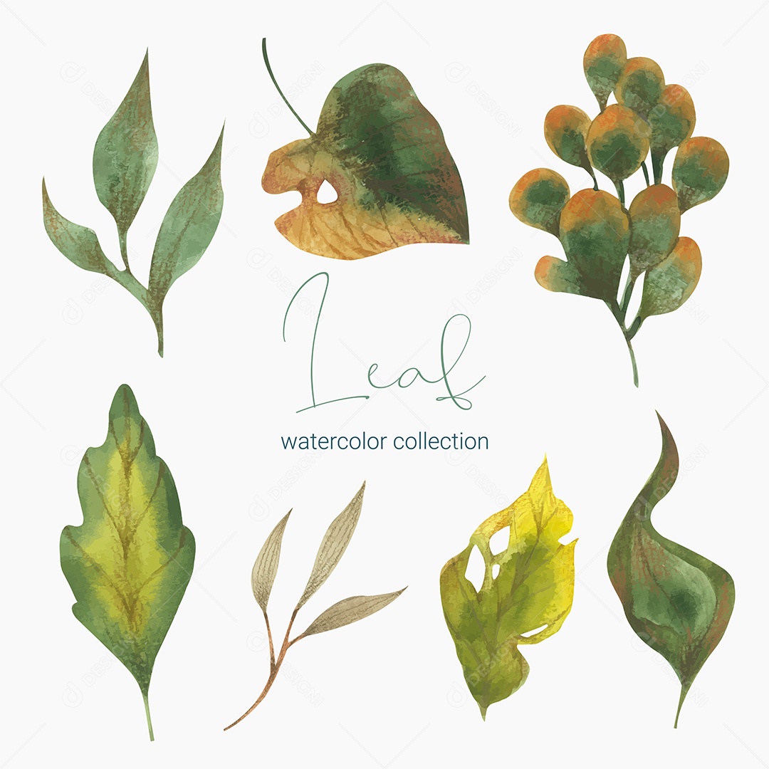 Coleção de Folha Plantas Ervas Da Floresta e Folgas Tropicais Vetor EPS