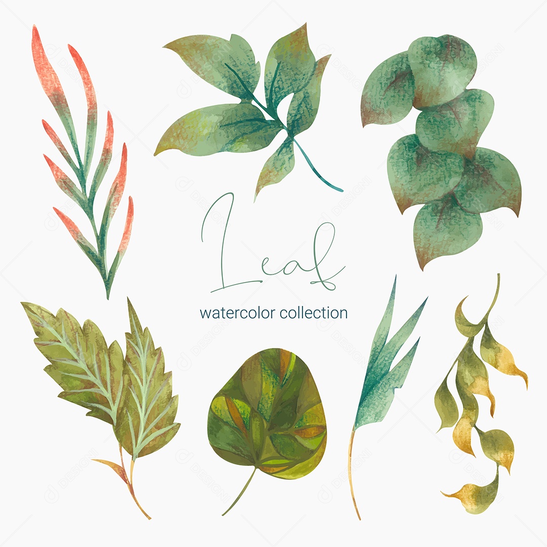 Coleção de Folha Plantas Ervas Da Floresta e Folgas Tropicais Vetor EPS