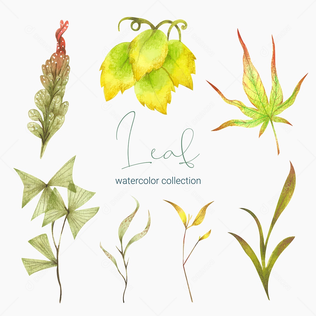 Coleção de Folha Plantas Ervas Da Floresta e Folgas Tropicais Vetor EPS