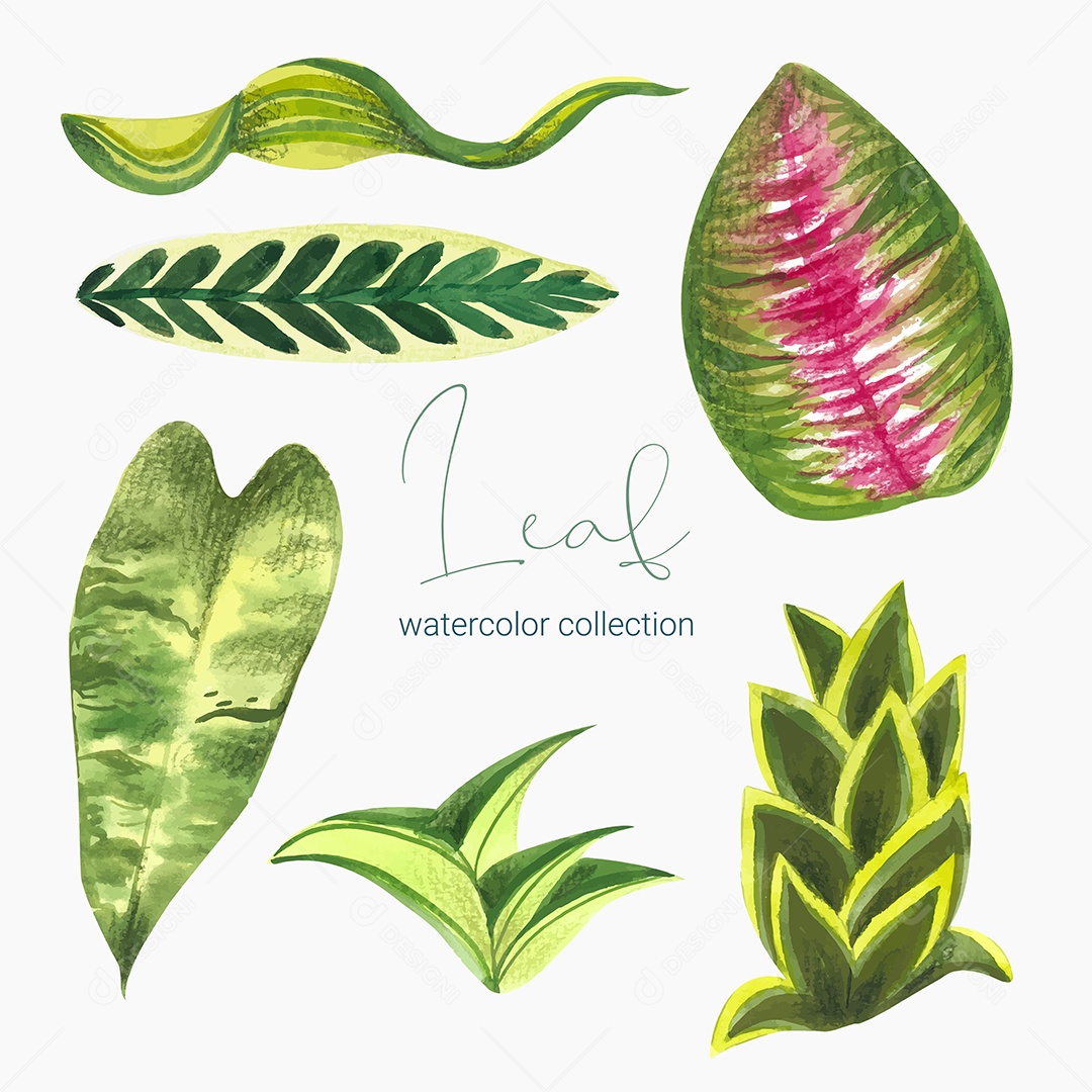 Coleção de Folha Verde Plantas Ervas Da Floresta e Folgas Tropicais Vetor EPS