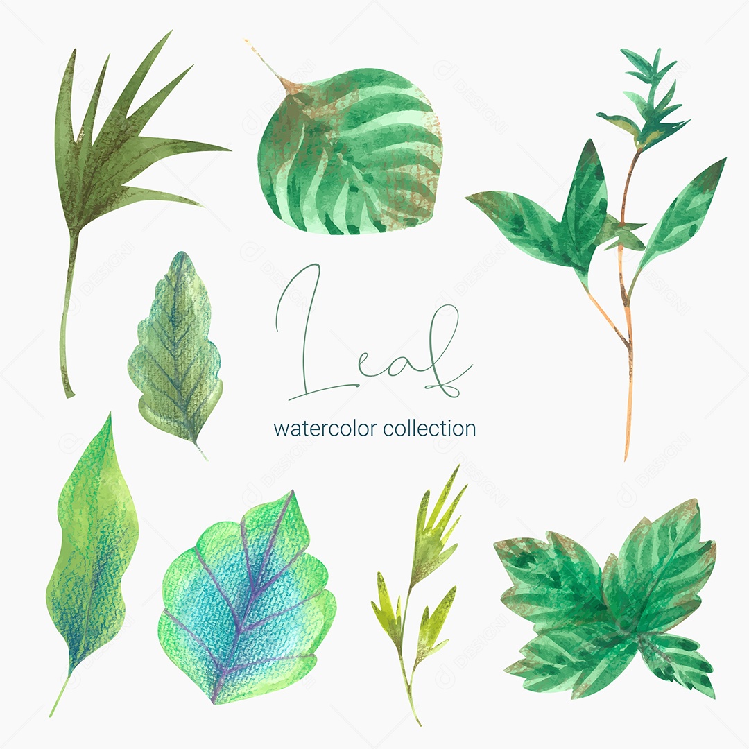 Coleção de Folha Verde Plantas Ervas Da Floresta e Folgas Tropicais Vetor EPS