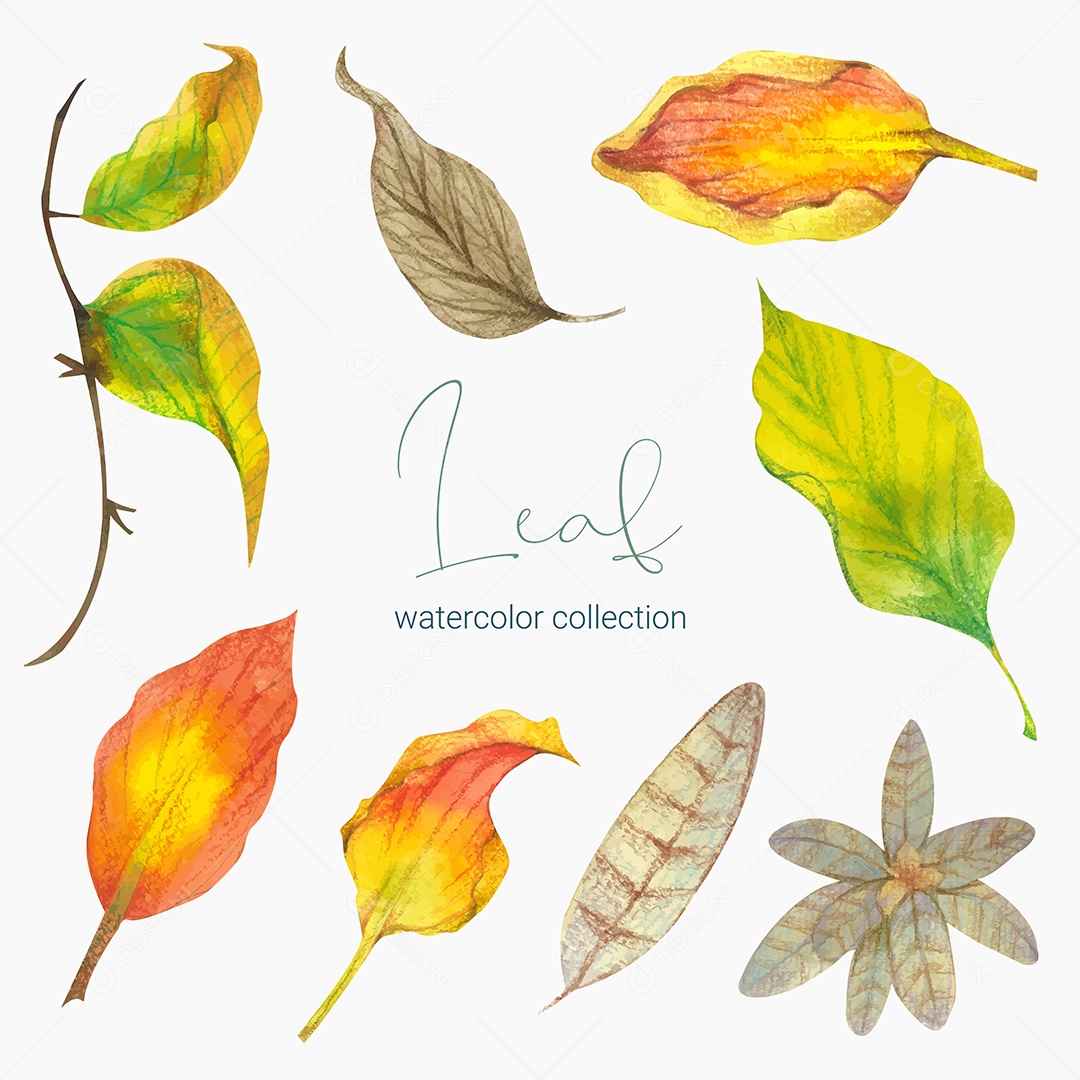 Coleção de Folha Verde Plantas Ervas Da Floresta e Folgas Tropicais Vetor EPS