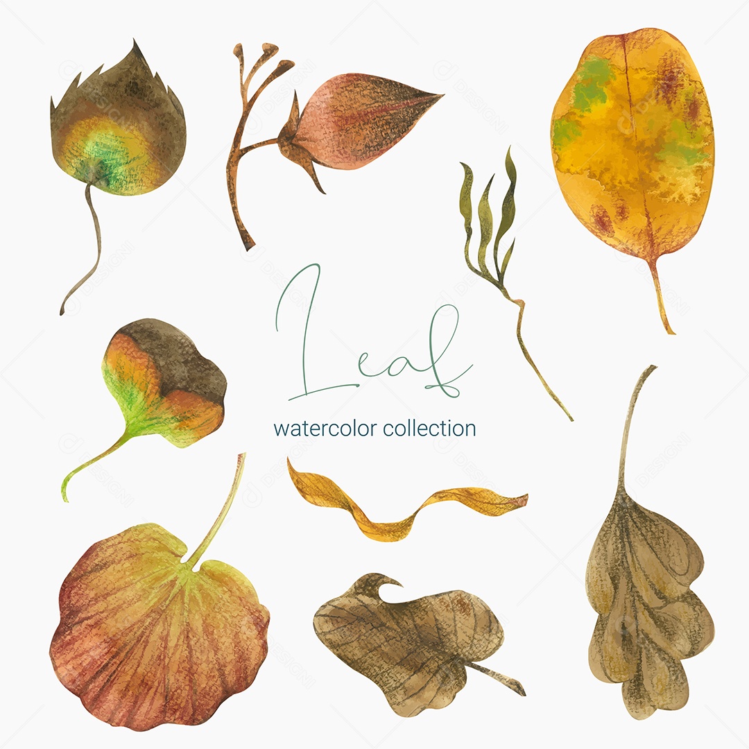 Coleção de Folha Verde Plantas Ervas Da Floresta e Folgas Tropicais Vetor EPS