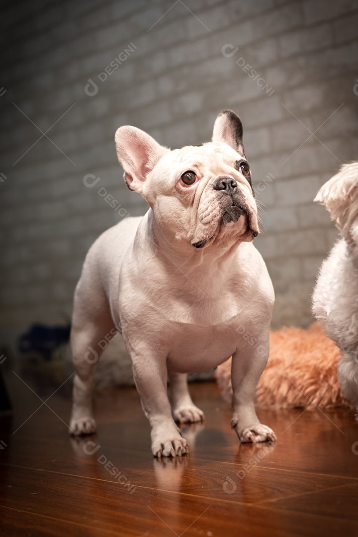 Buldogue francês deitado no chão de madeira.