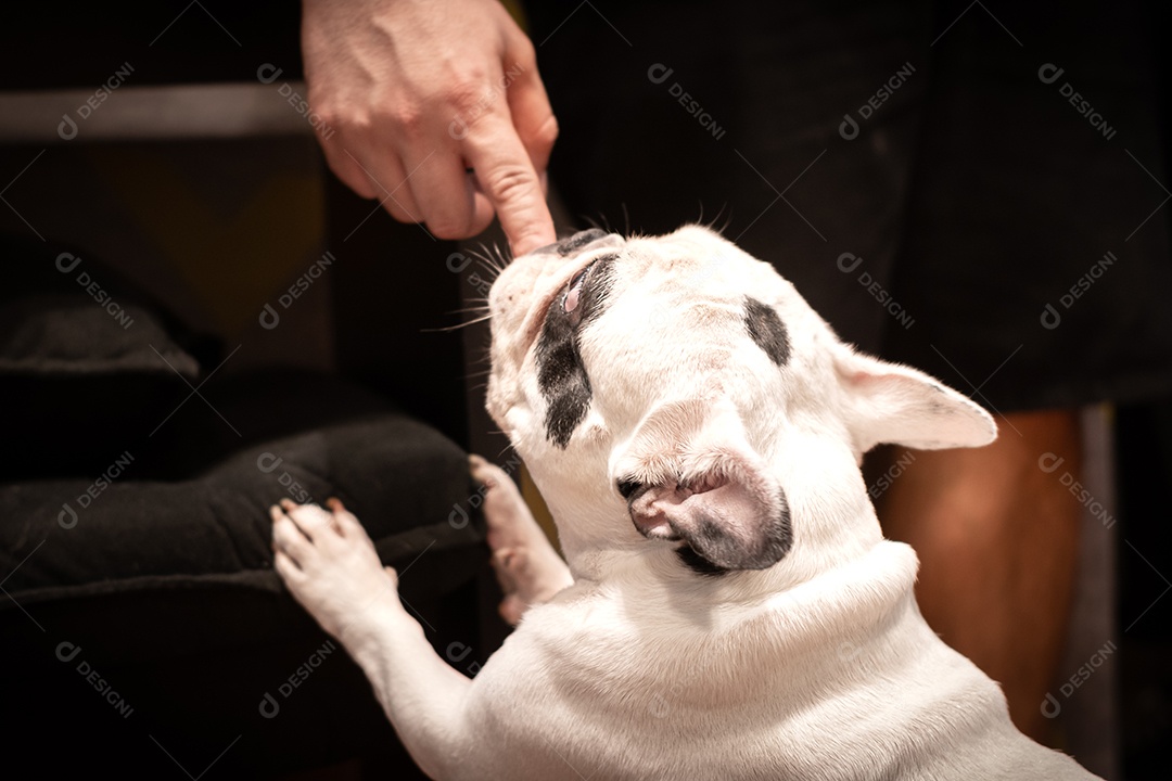 Buldogue francês deitado no chão de madeira.