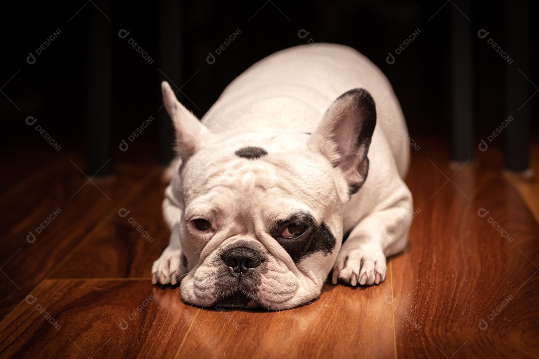 Buldogue francês deitado no chão de madeira.