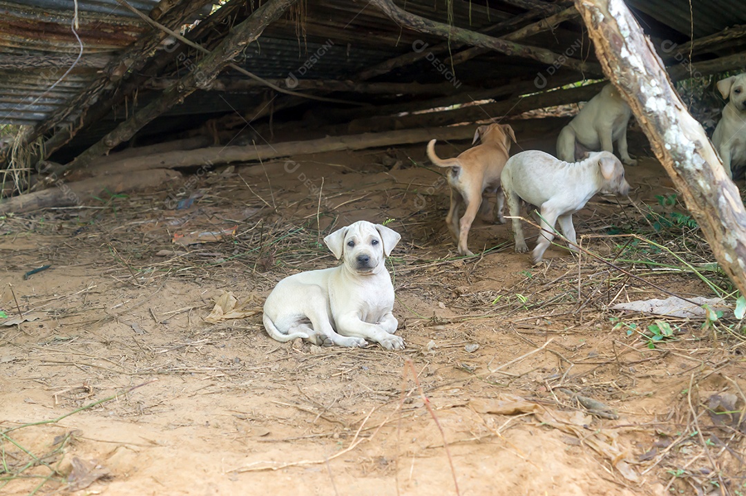 Cachorros abandonados ficam tão tristes e solitários depois de serem abandonados