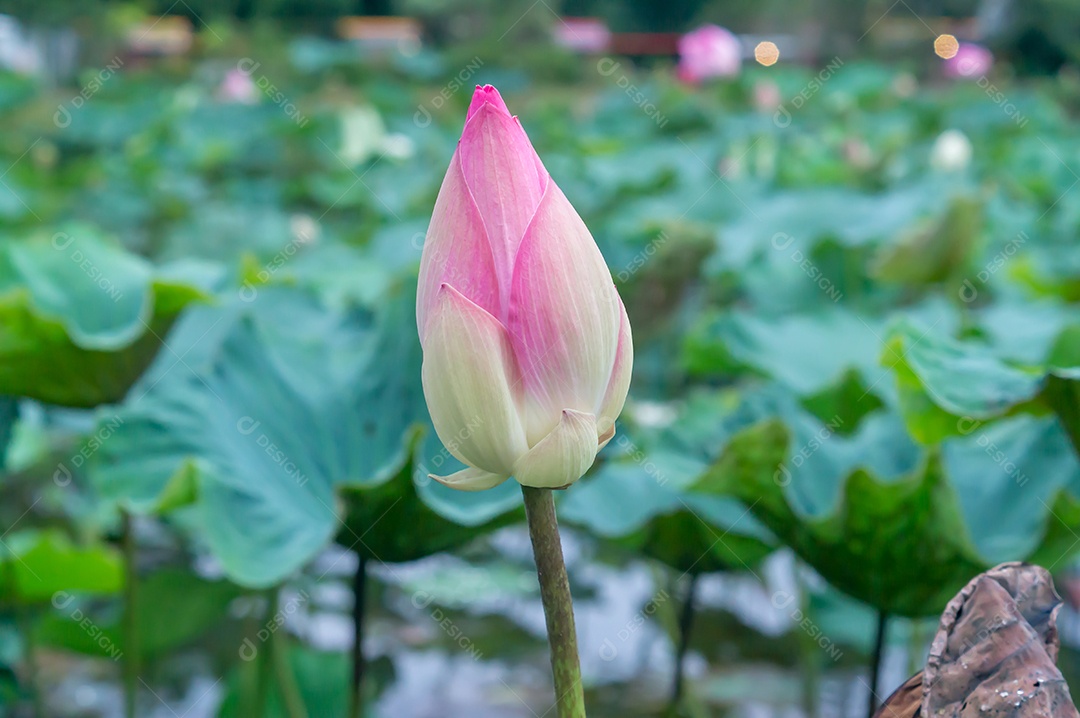 Um lindo botão de nenúfar rosa em uma lagoa natural leva de perto