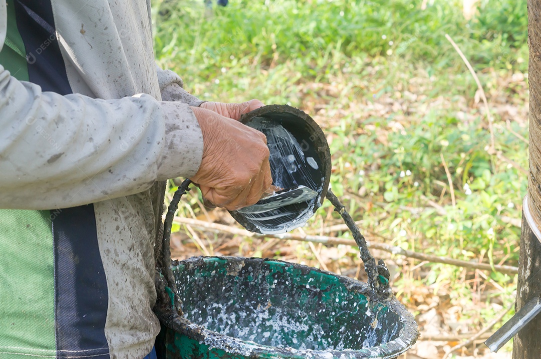 Trabalhador de plantação de borracha coletando látex de borracha natural por derramamento