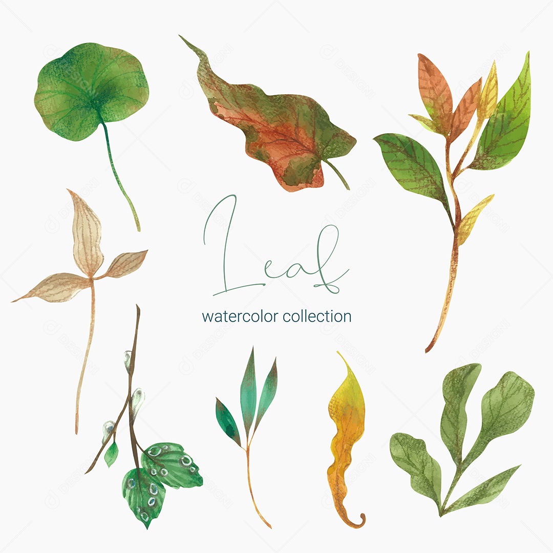 Coleção de Folha Plantas Ervas Da Floresta e Folgas Tropicais Vetor EPS