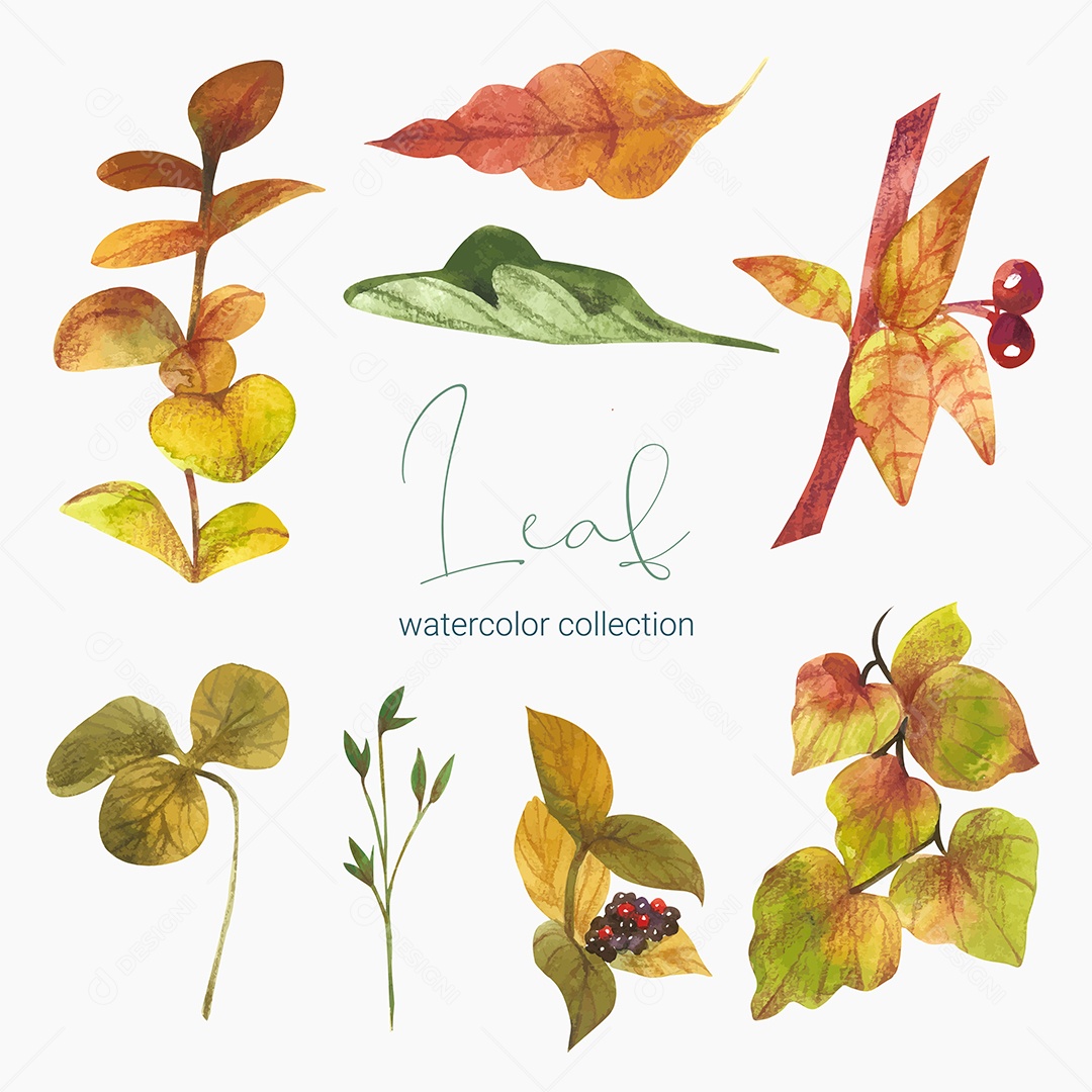 Coleção de Folha Plantas Ervas Da Floresta e Folgas Tropicais Vetor EPS