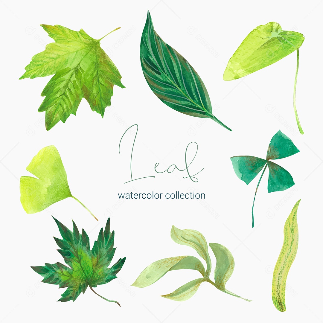 Coleção de Folha Plantas Ervas Da Floresta e Folgas Tropicais Vetor EPS