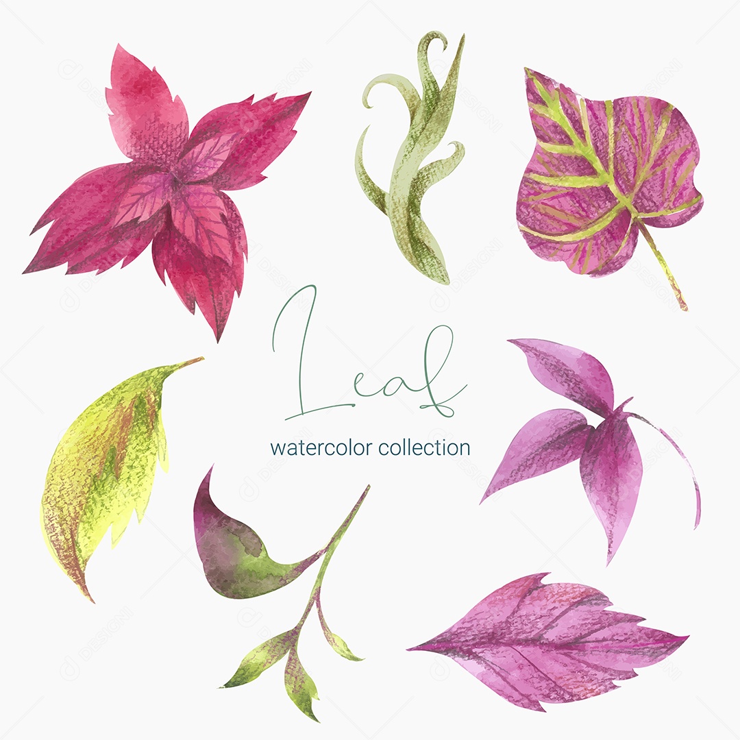 Coleção de Folha Plantas Ervas Da Floresta e Folgas Tropicais Vetor EPS