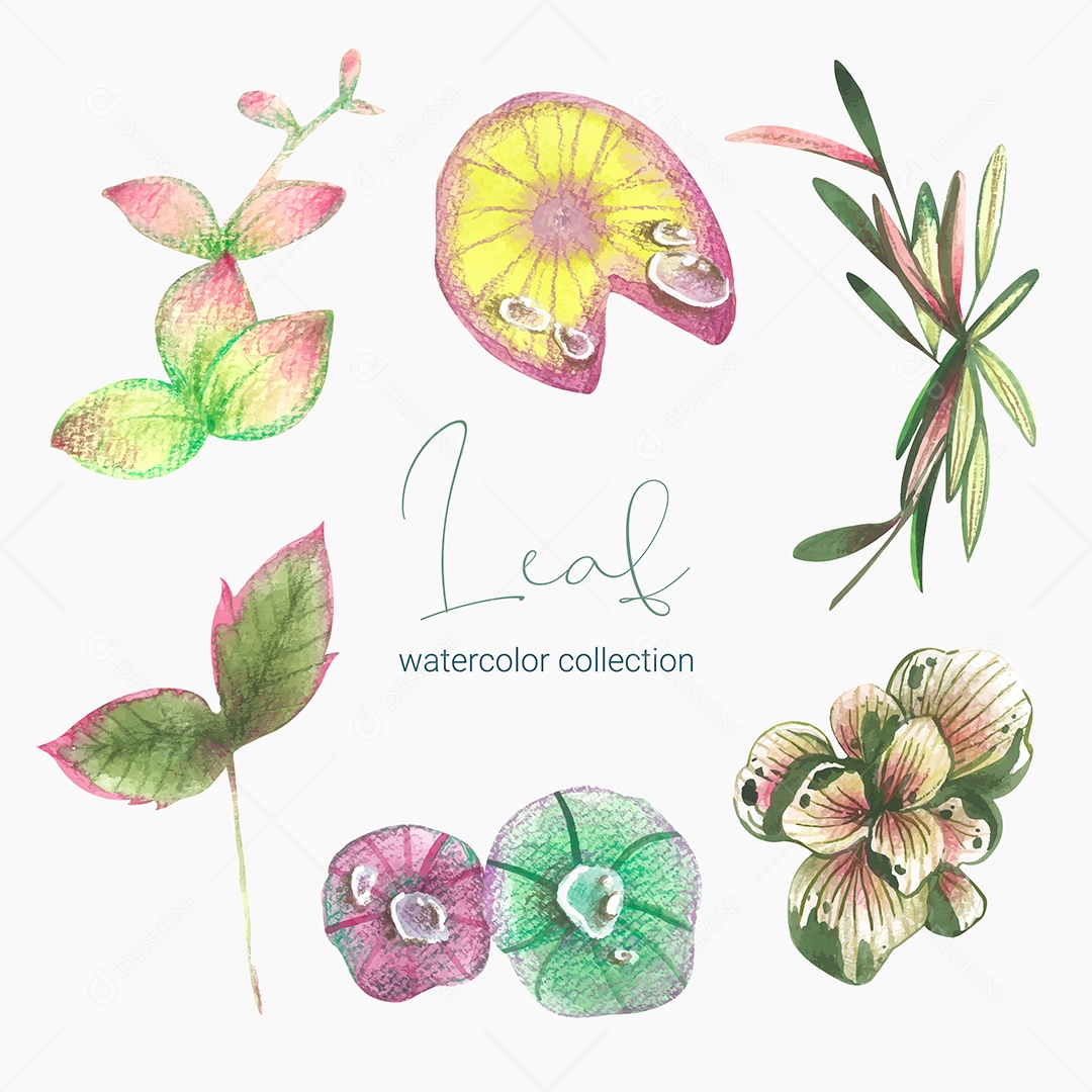 Coleção de Folha Plantas Ervas Da Floresta e Folgas Tropicais Vetor EPS