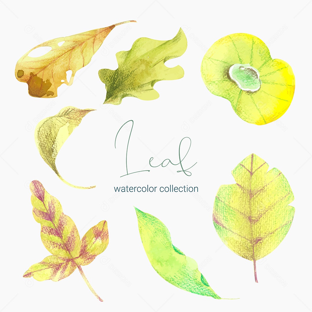 Coleção de Folha Plantas Ervas Da Floresta e Folgas Tropicais Vetor EPS