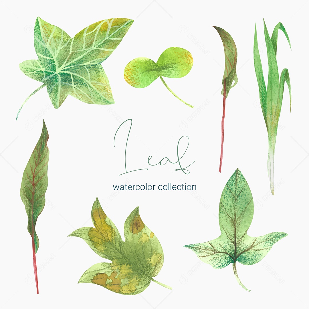 Coleção de Folha Plantas Ervas Da Floresta e Folgas Tropicais Vetor EPS